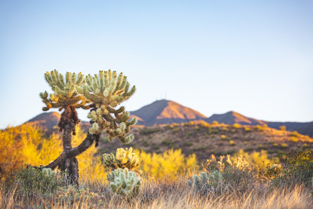 a cactus in a field with mountains in the background