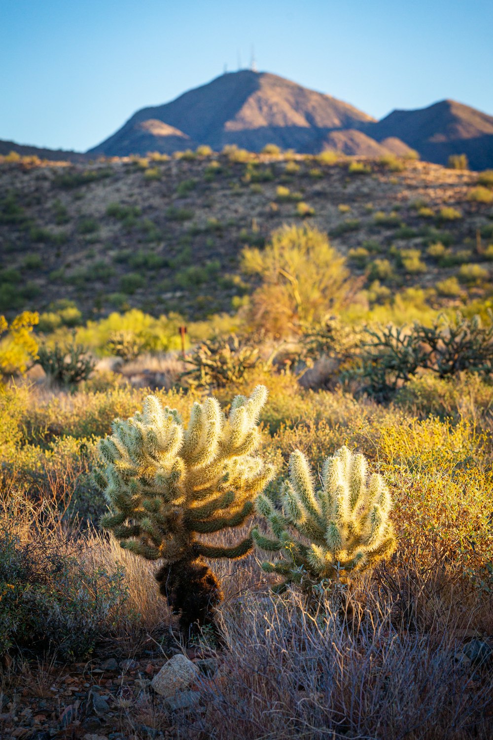 two cactus plants in a field with mountains in the background