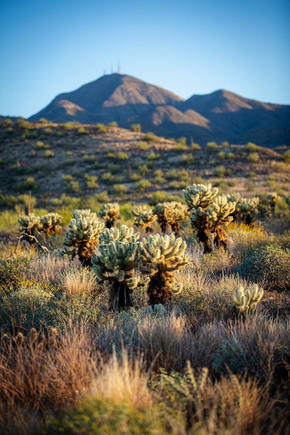 a group of cacti in a field with a mountain in the background