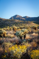 Local wildlife in their natural habitat among the desert landscape.