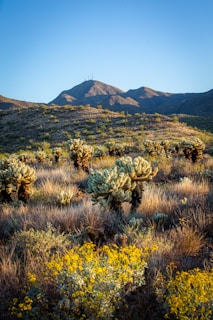 Local wildlife in their natural habitat among the desert landscape.