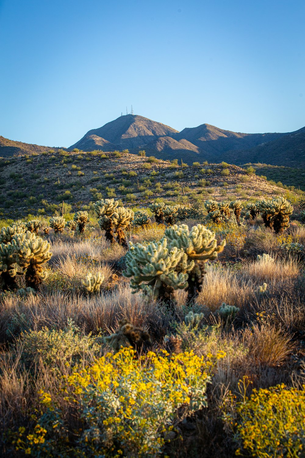 a field of cactus plants with mountains in the background