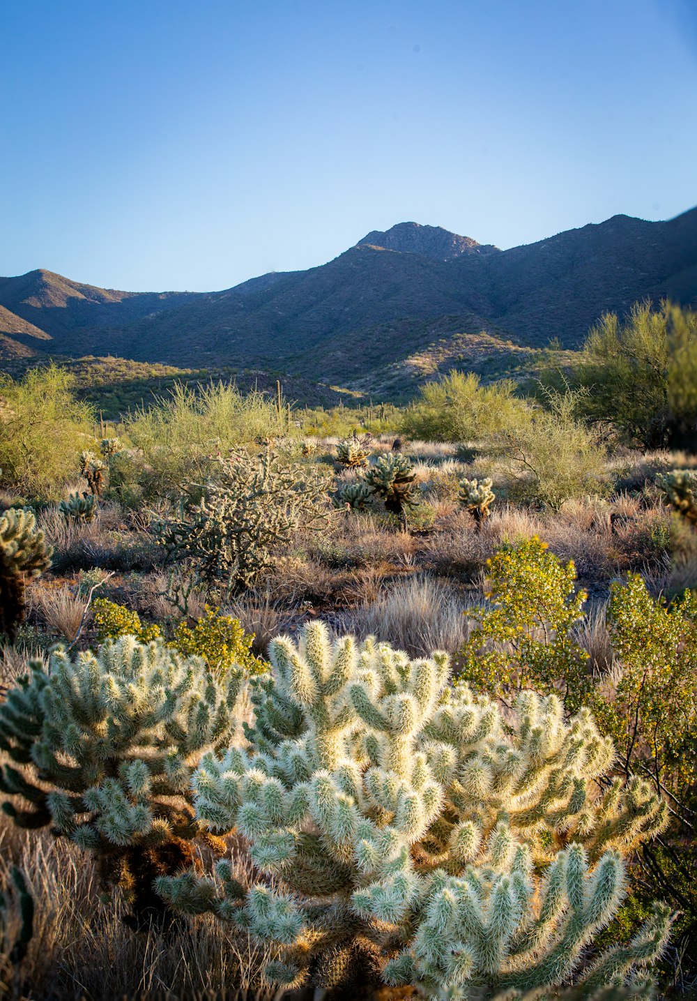 a cactus garden with mountains in the background