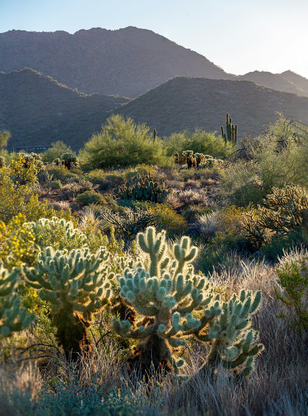a cactus garden with mountains in the background