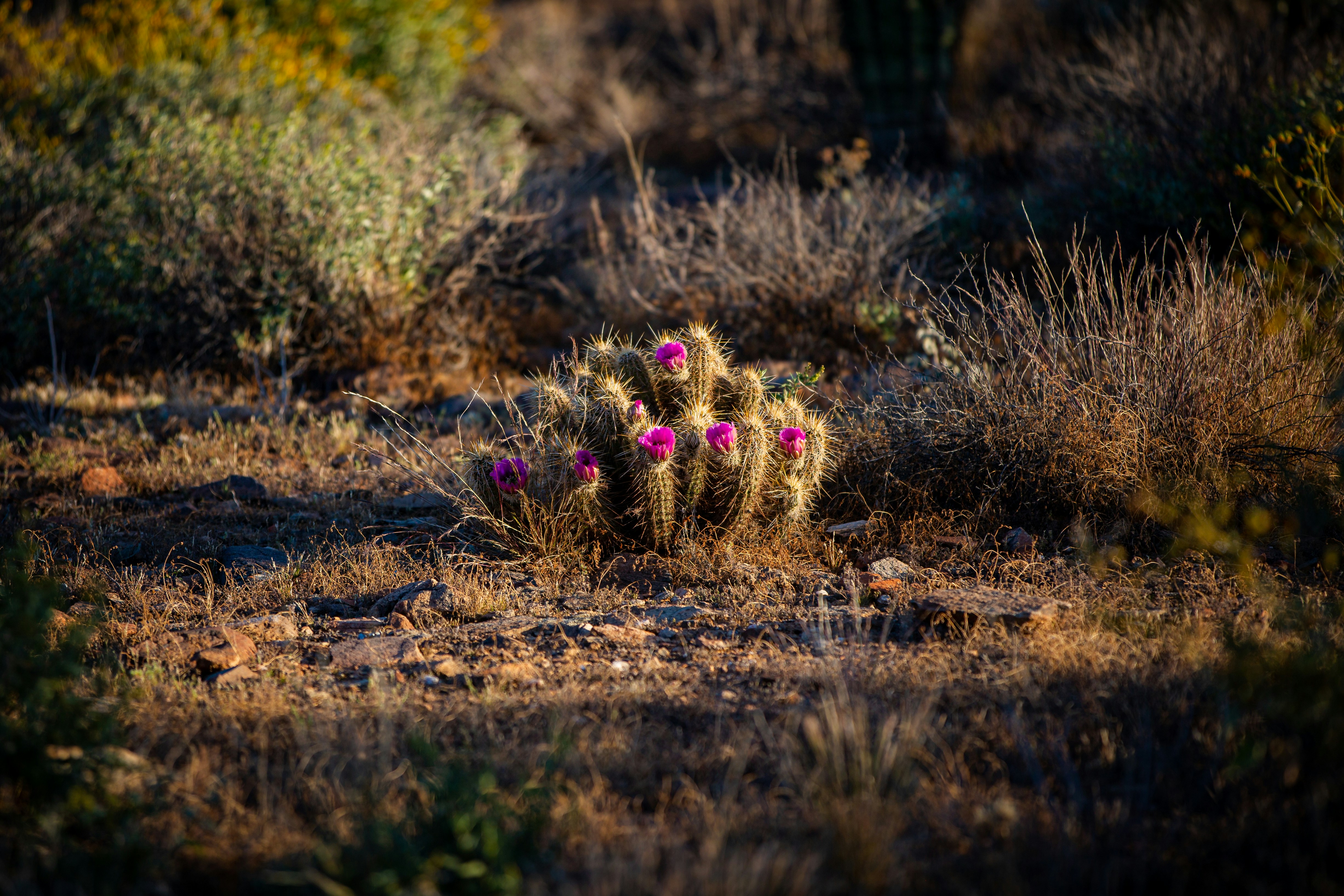 A small cactus with pink flowers in a field photo – Free Arizona Image ...
