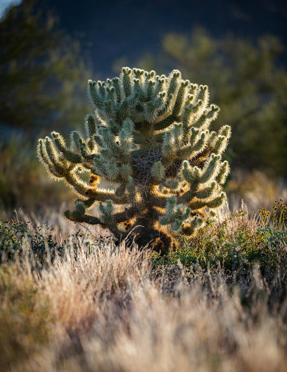 Un cactus en medio de un campo