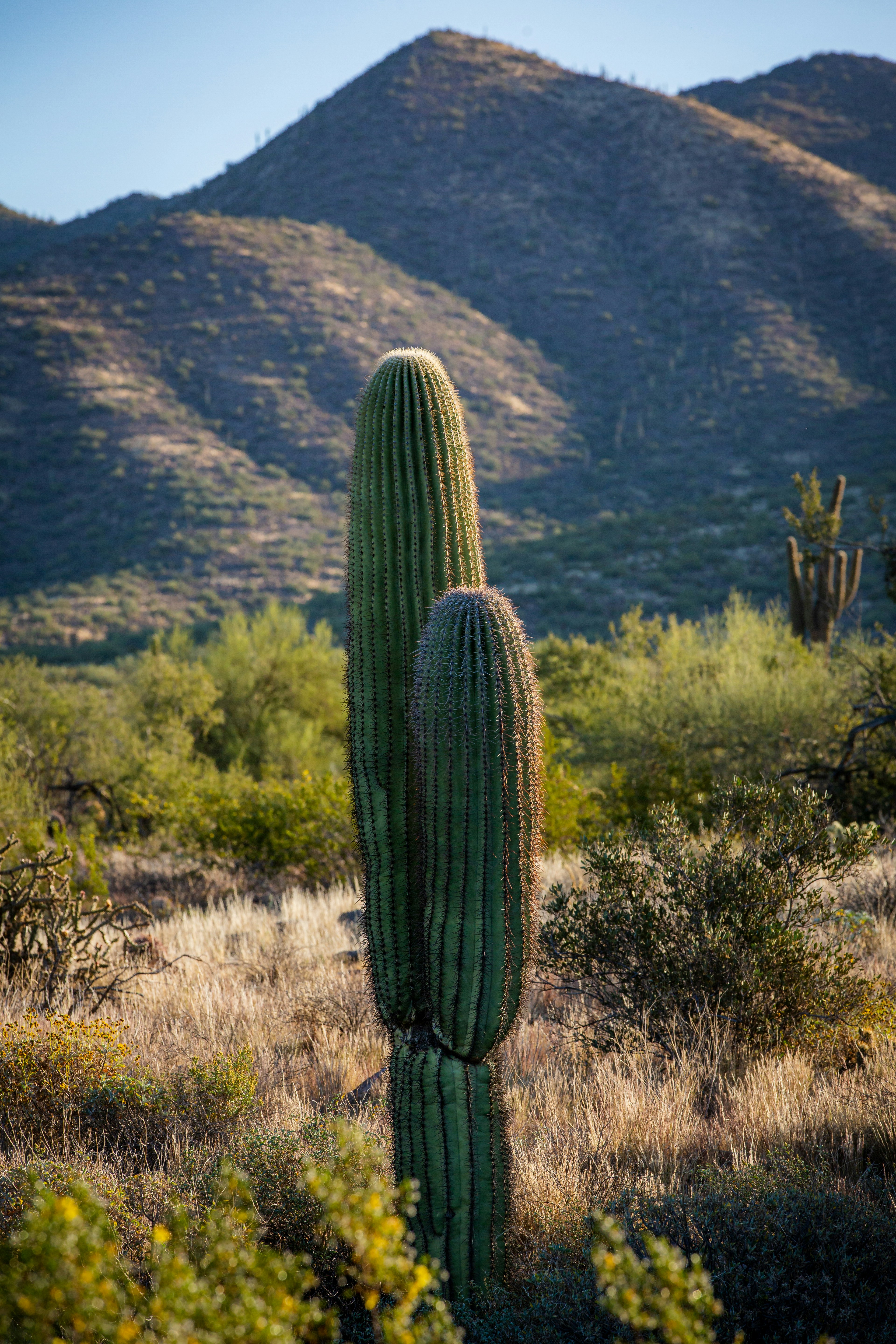 A large green cactus standing in the middle of a field photo – Free ...