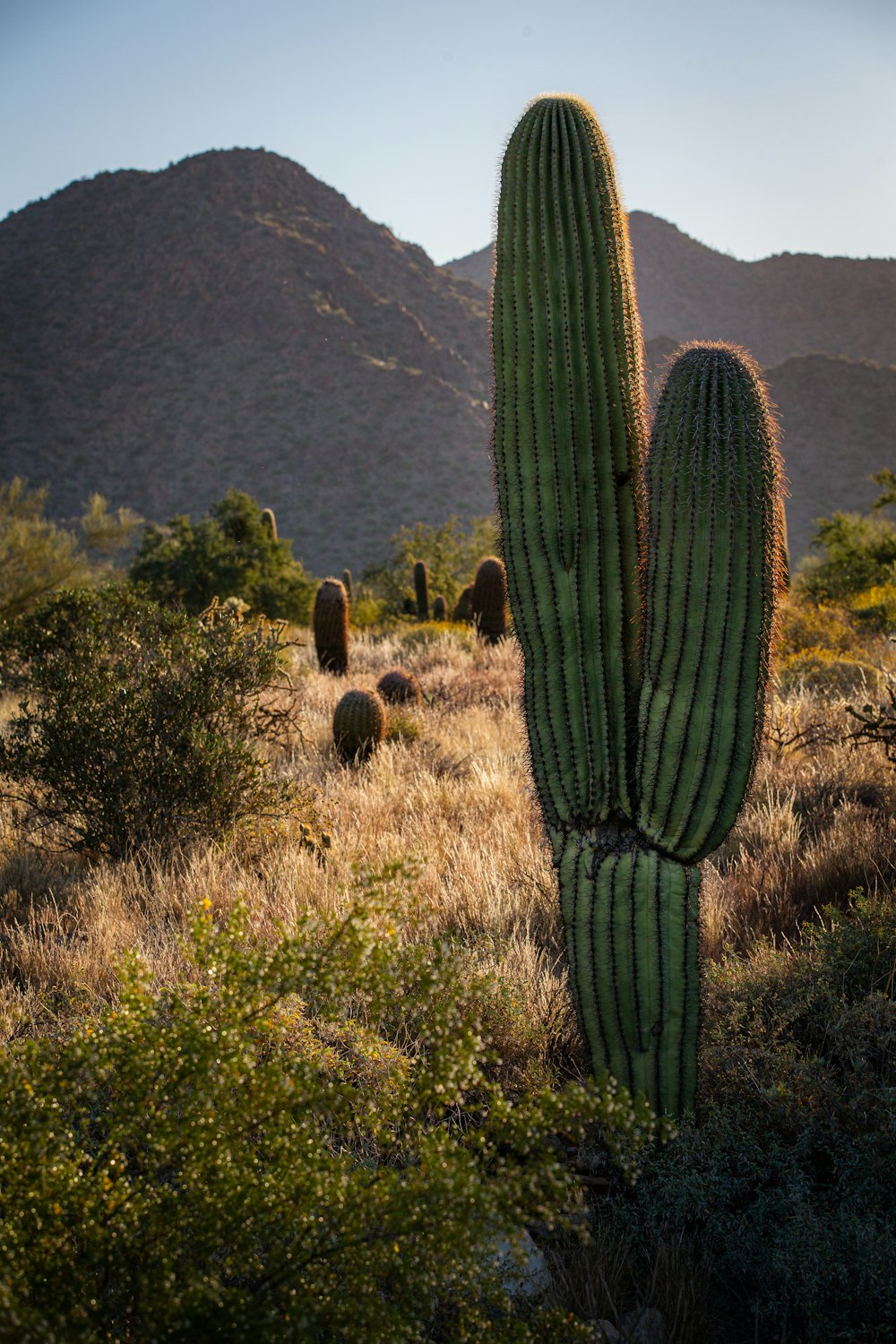 a cactus in a field with mountains in the background