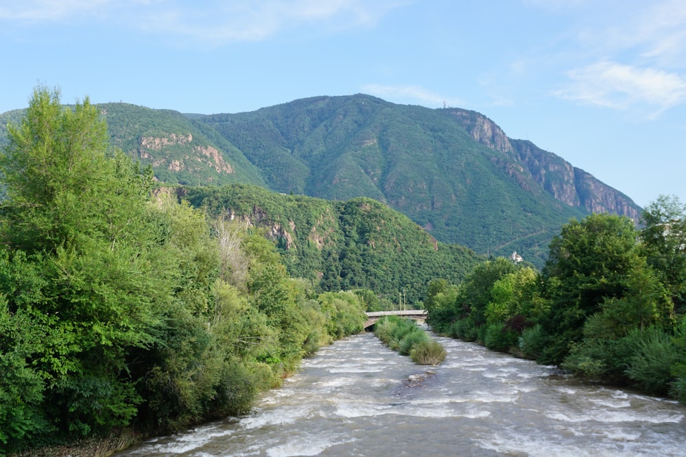 a river running through a lush green forest