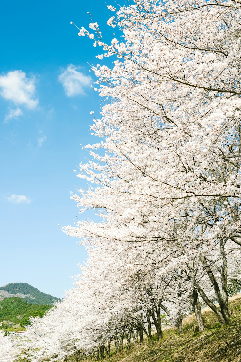 a row of trees with white flowers on them