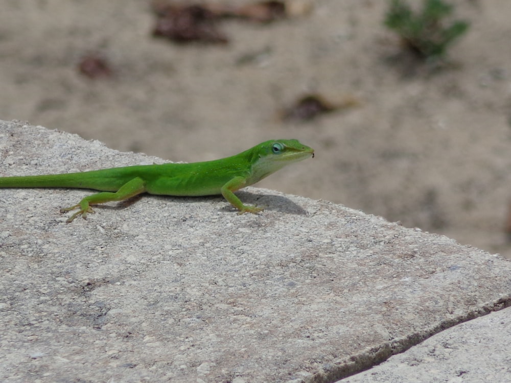 a green lizard is sitting on a rock