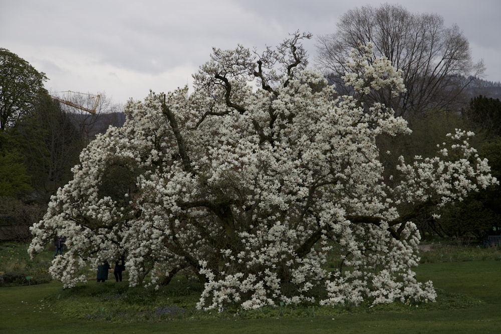 Un grand arbre blanc avec beaucoup de fleurs blanches