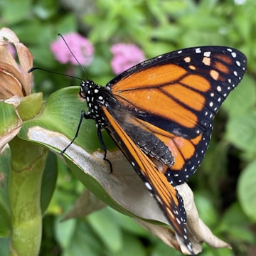 A vibrant monarch butterfly perched on a green leaf. The wings display a striking pattern of orange with black and white spots. Nearby, soft pink flowers can be seen blurred in the background, creating a lush, natural setting.