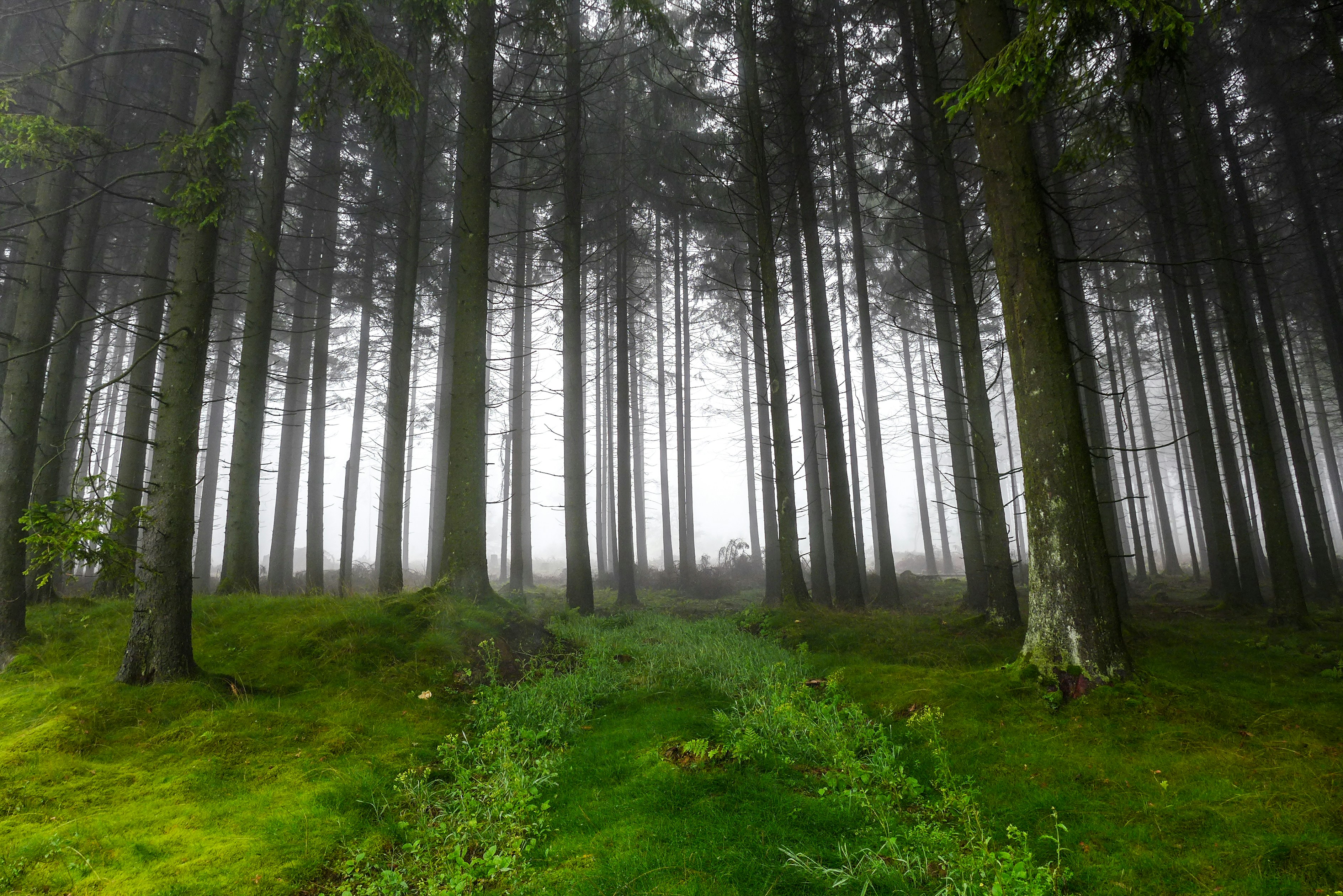 A foggy forest filled with lots of trees photo – Free Plant Image on ...
