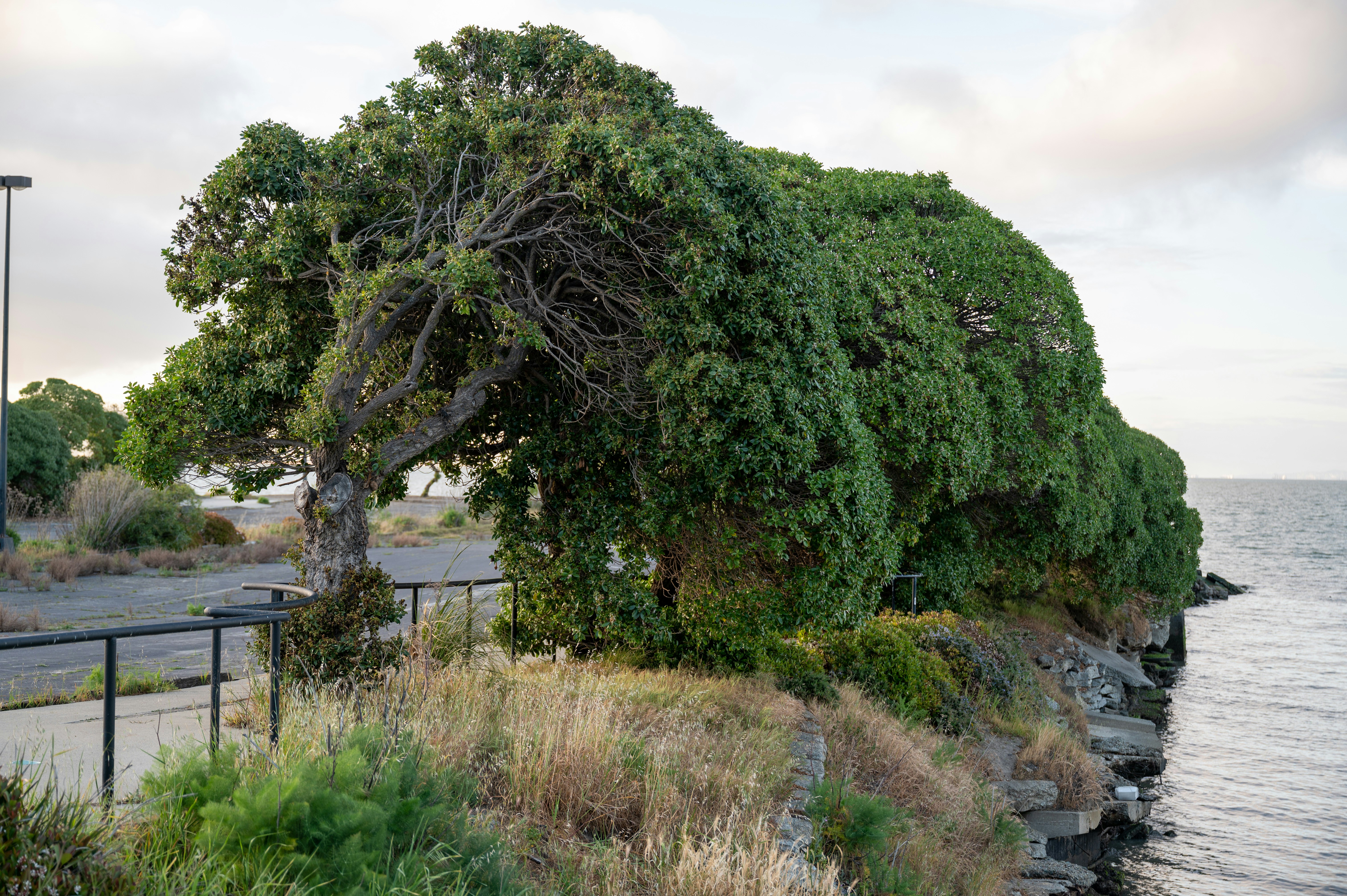 Tree beside a road along the bay shoreline in Burlingame, the City of Trees