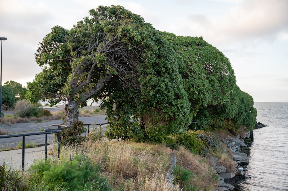 a tree on the side of a road next to the ocean