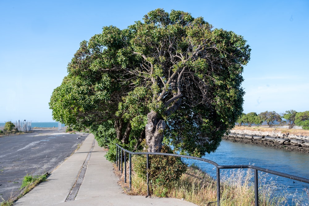 a tree on the side of a road next to a river