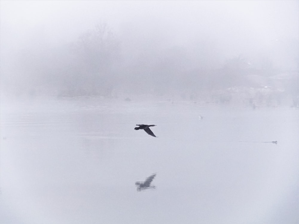 a bird flying over a body of water on a foggy day