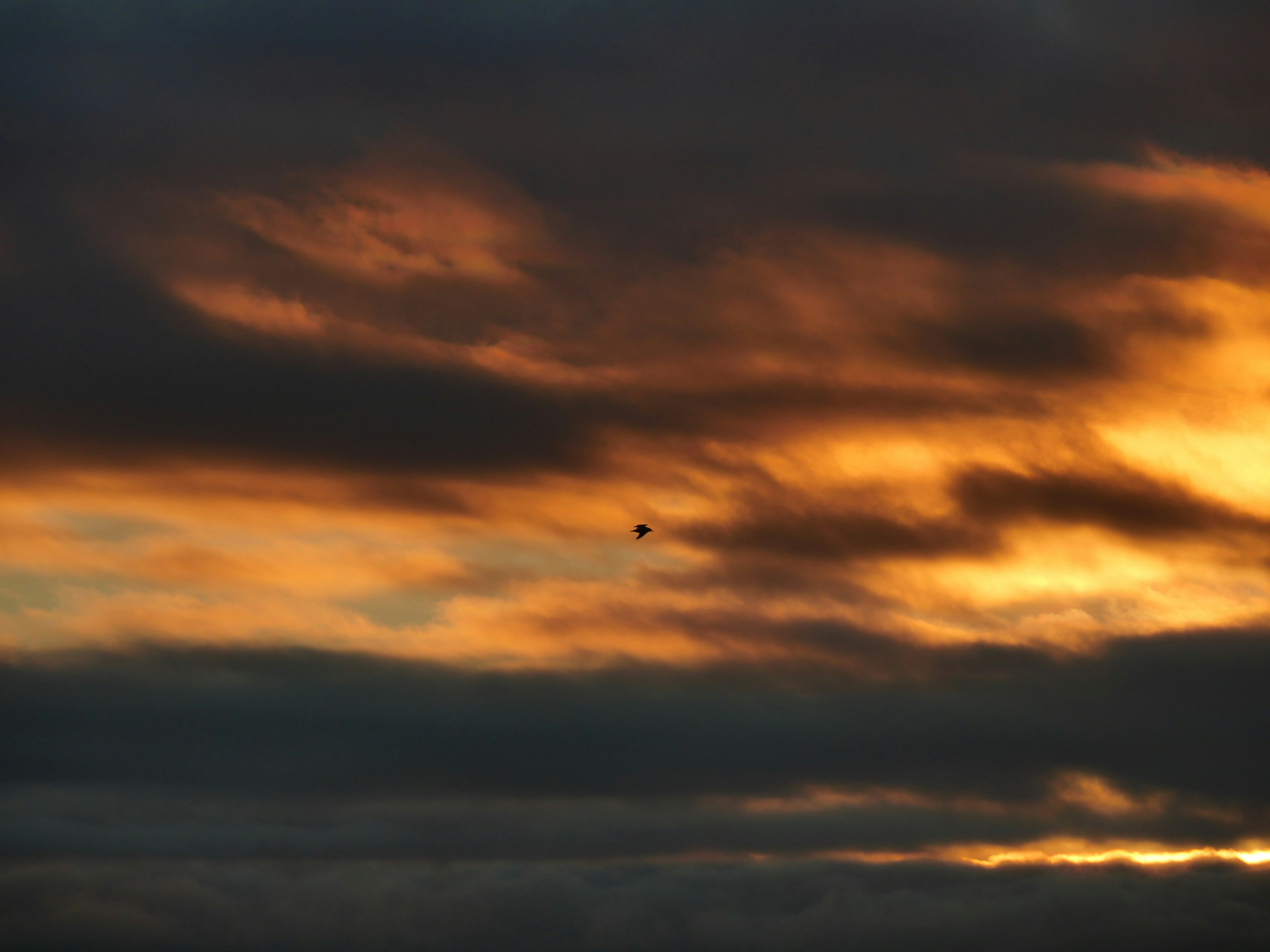 Photo by nimbus_vulpis