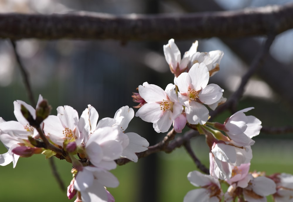 a branch of a tree with white flowers