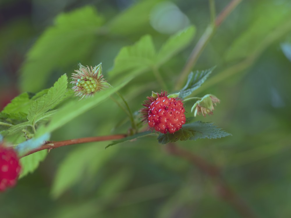 a close up of a flower on a tree branch