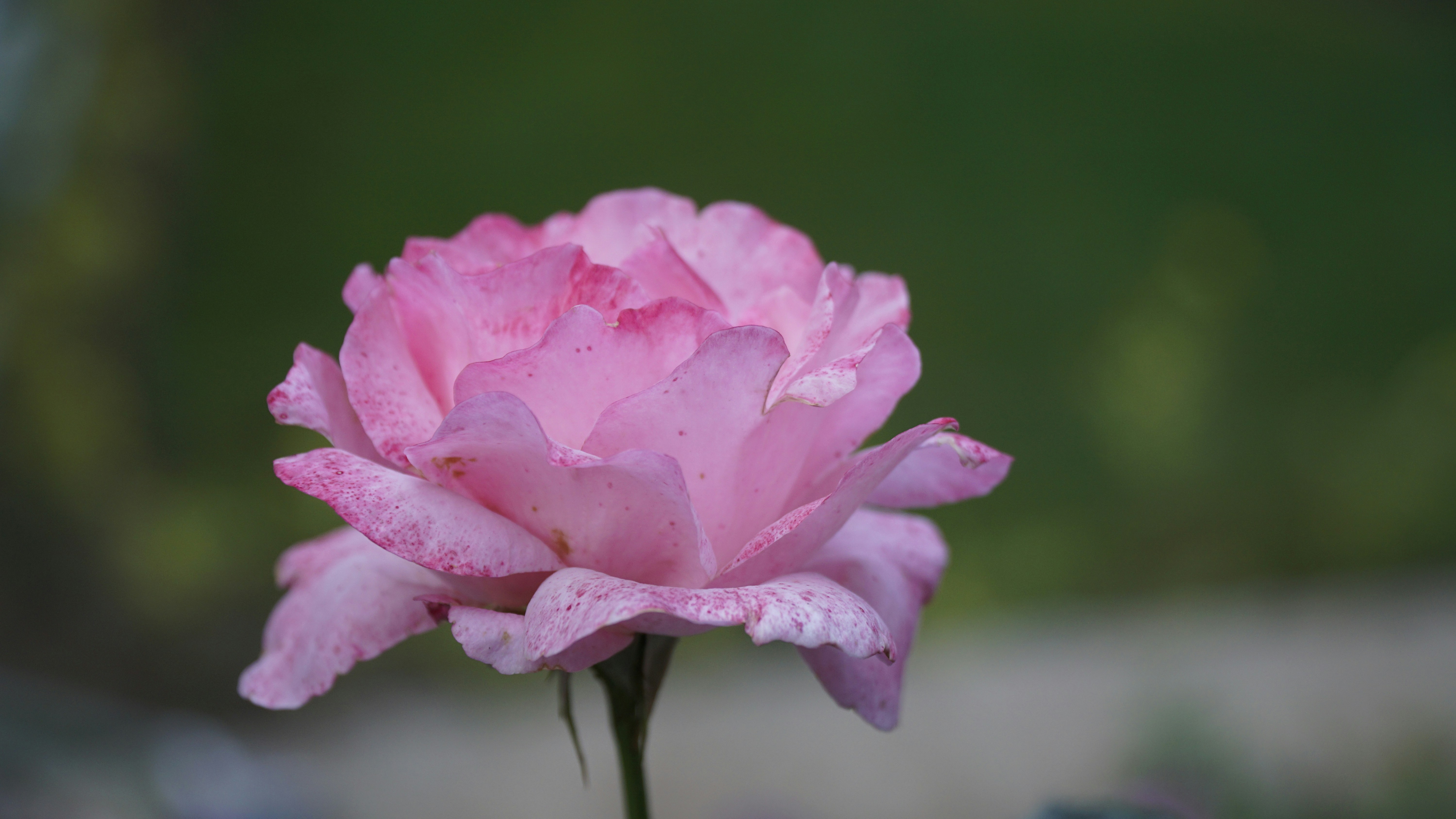 Photo by rutpratheep