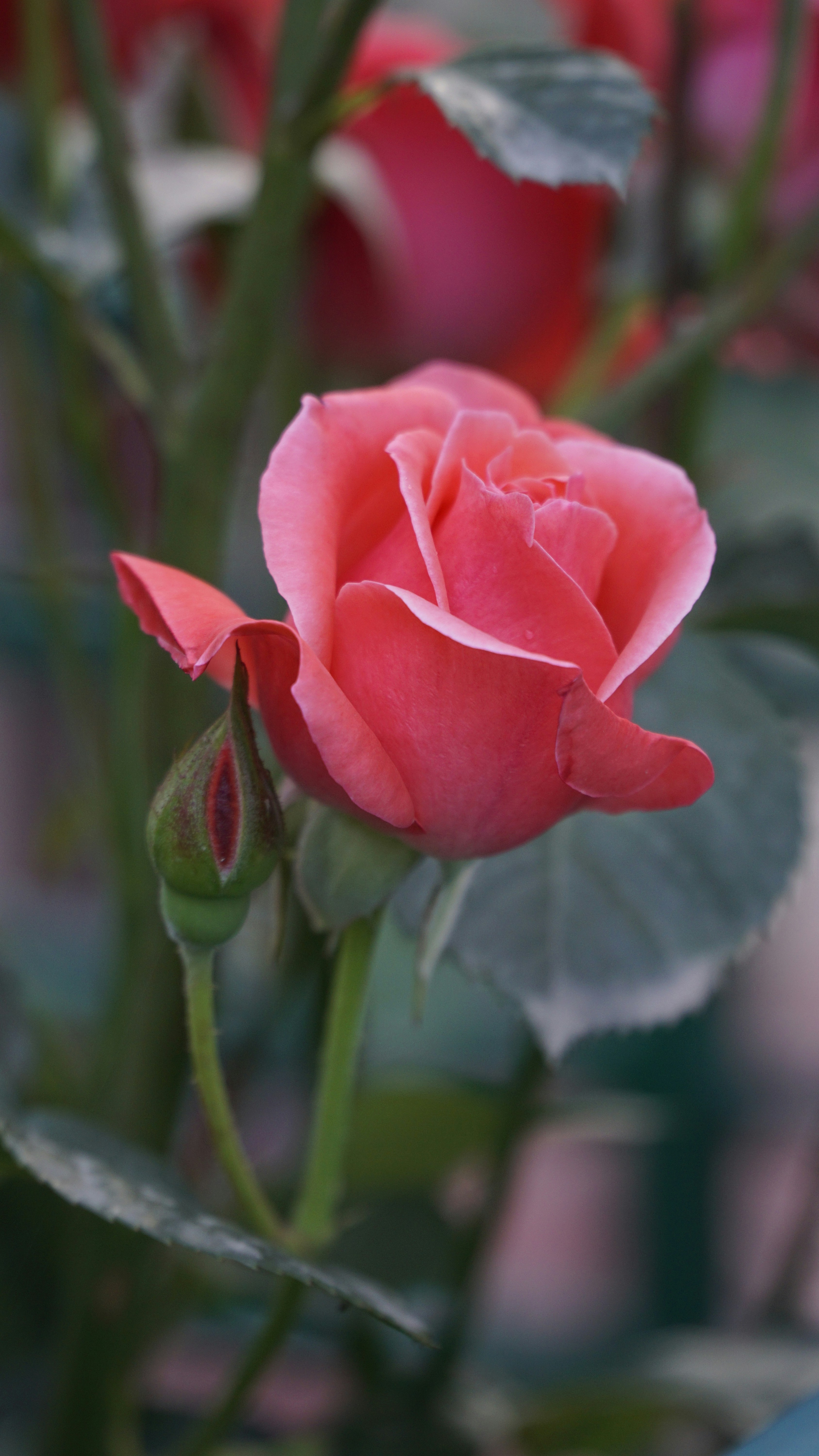 Photo by rutpratheep
