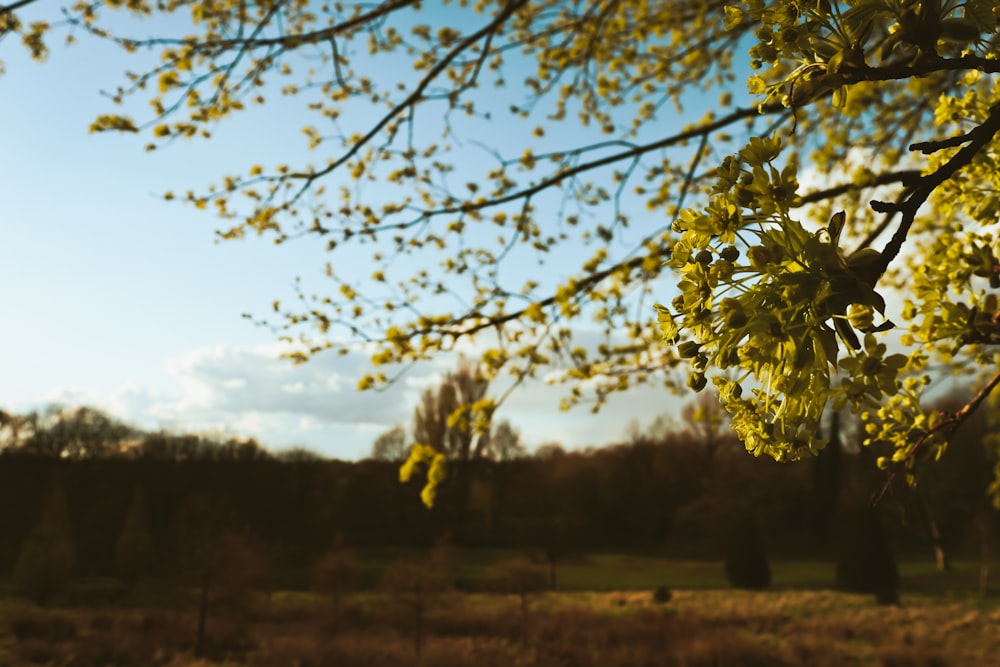 a tree with yellow leaves in a field