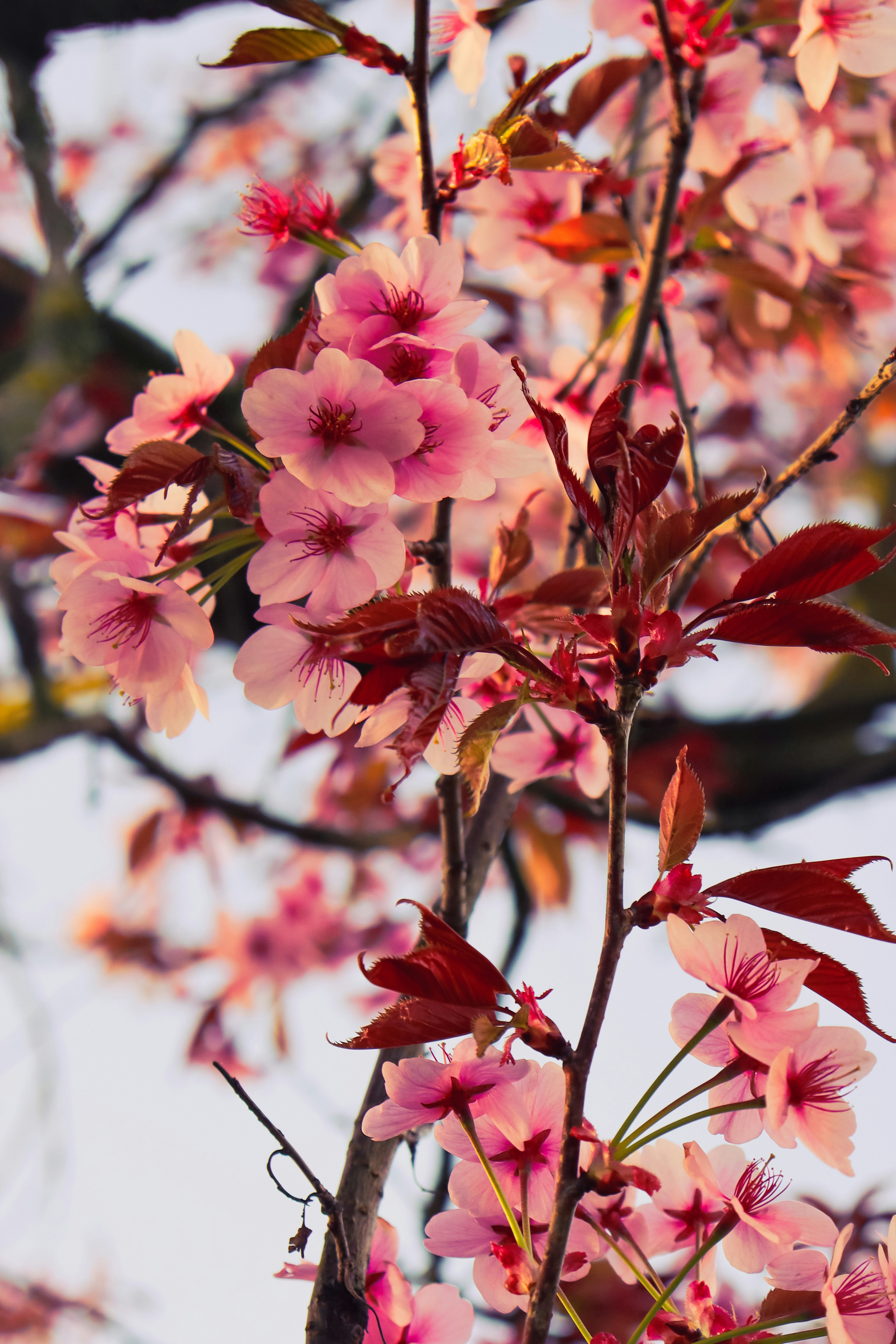 Unsplashで見つける春の花の無料写真