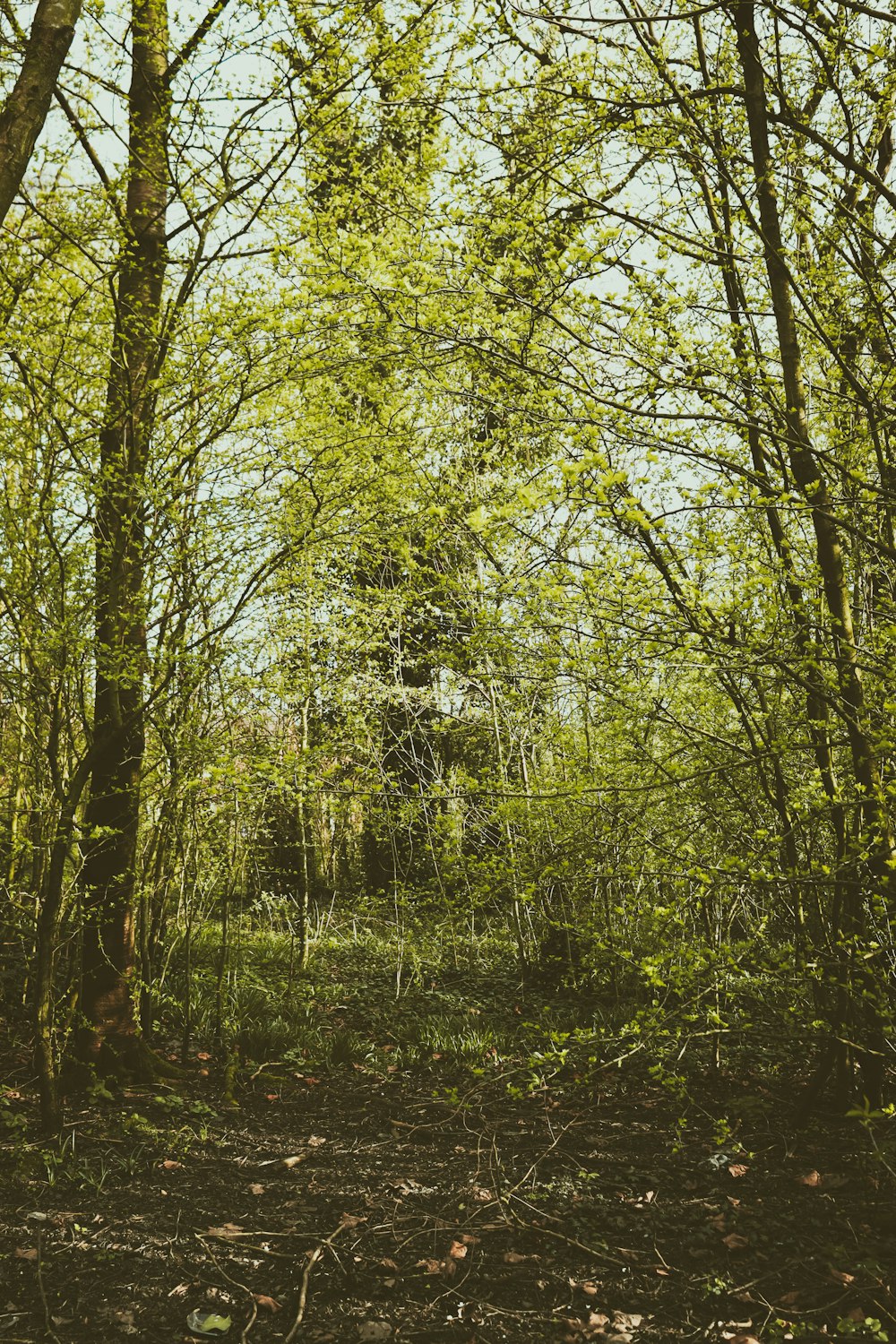 Un camino a través de un bosque con muchos árboles