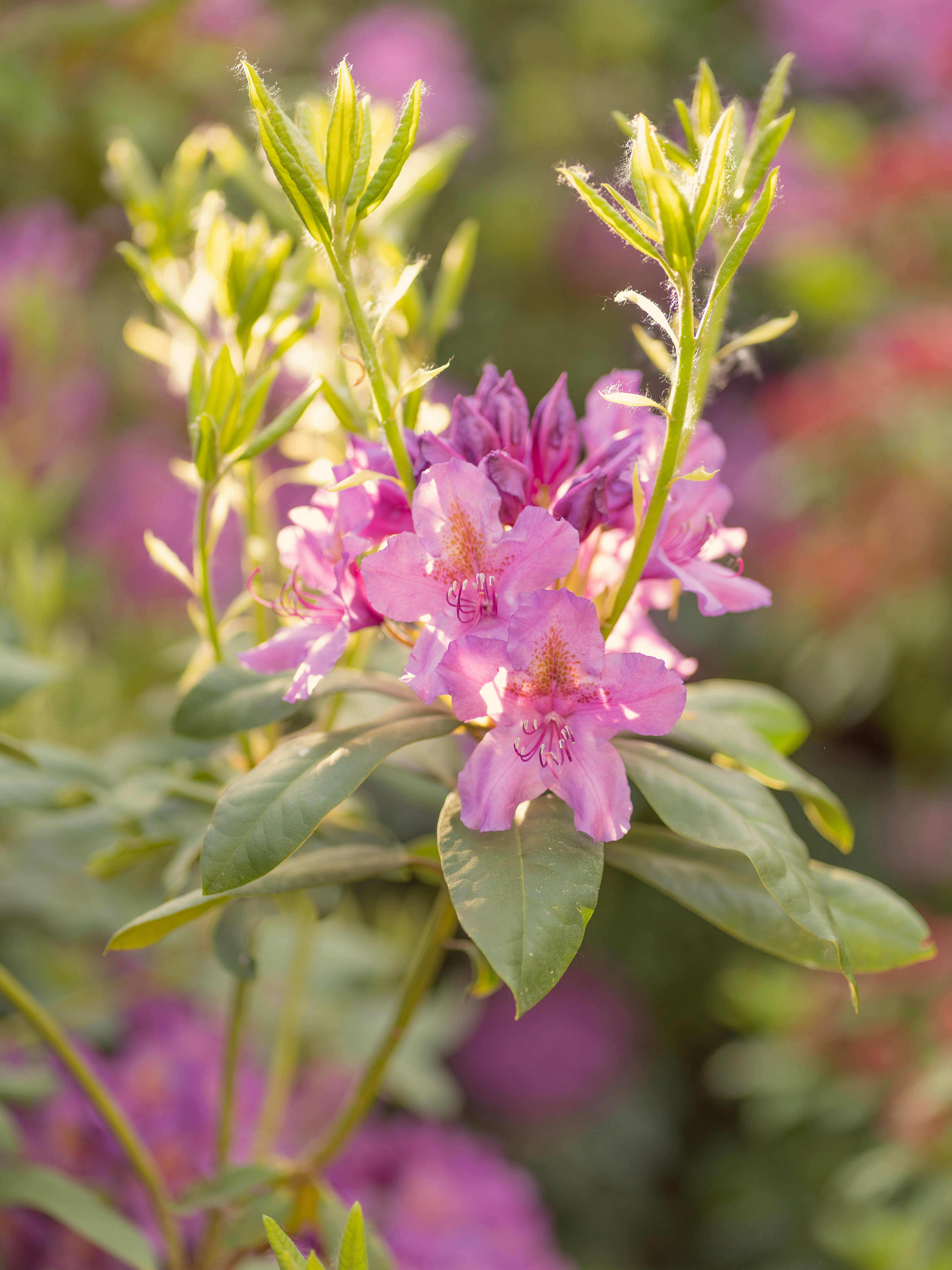 Photo by chartakesphotos