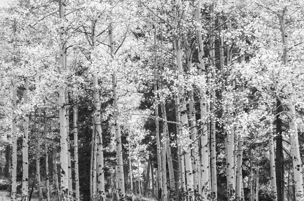 a black and white photo of a forest