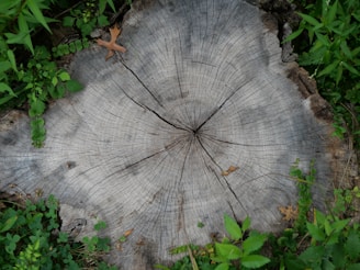 a tree stump that has been cut down