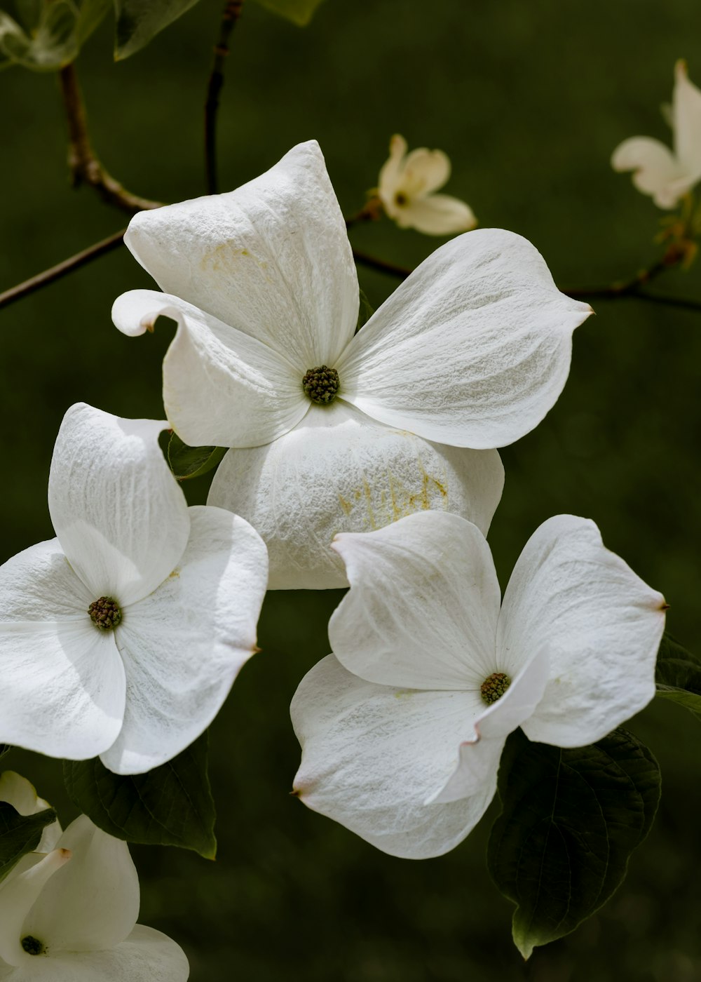 a close up of white flowers on a tree