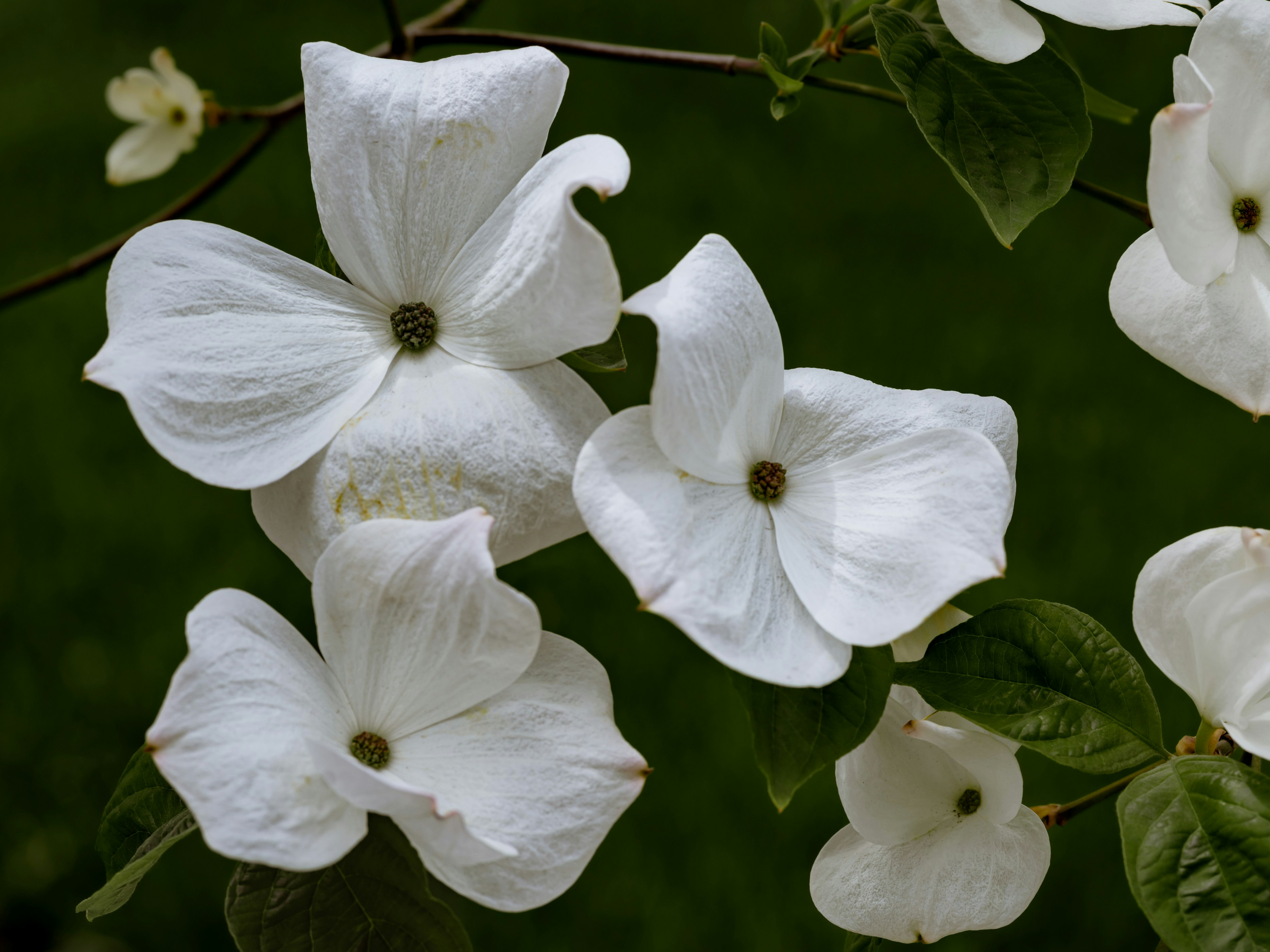 Photo by kierinsightarchives