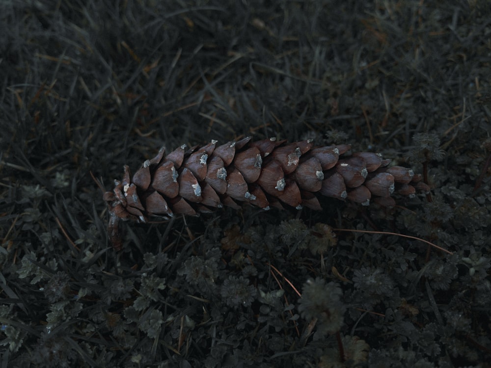 a close up of a pine cone on the ground