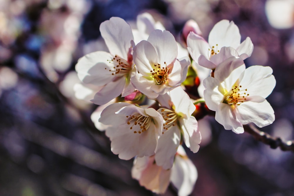 Eine Nahaufnahme einiger weißer Blumen an einem Baum