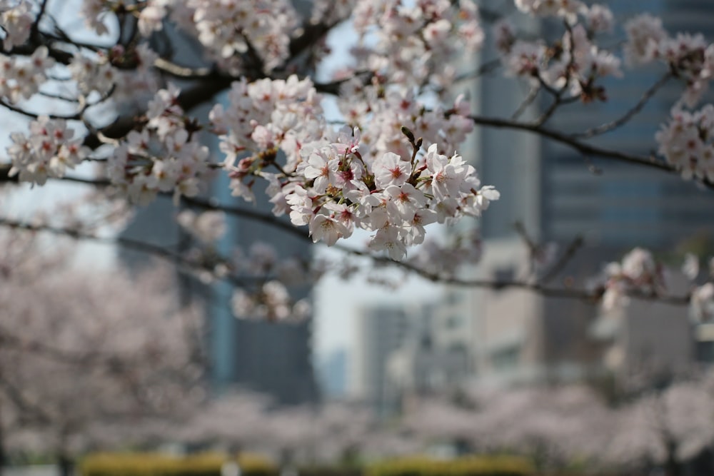 都市公園の白い花を持つ木