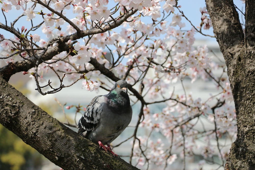 a pigeon is perched on a tree branch