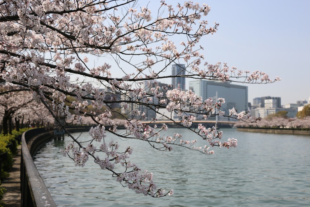 a body of water surrounded by trees and buildings