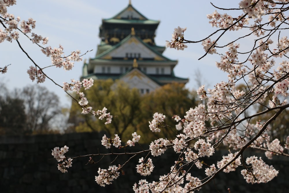 a large building with a tower behind some cherry blossoms