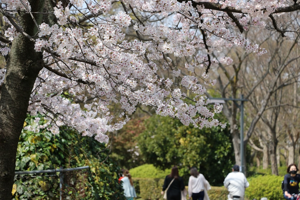 a group of people walking down a sidewalk next to a tree