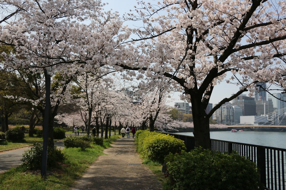 a path lined with cherry blossom trees next to a body of water