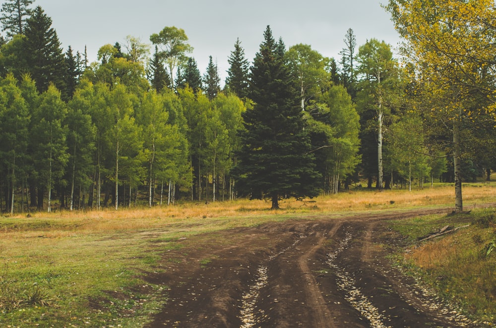 a dirt road in the middle of a forest