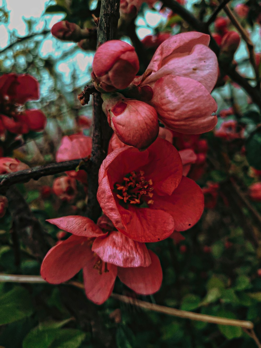 a close up of a flower on a tree