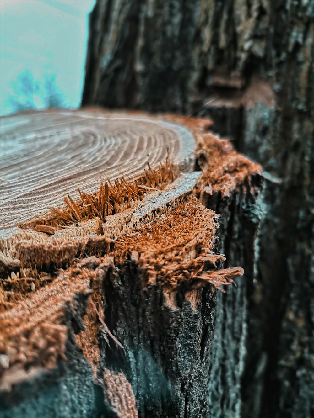 a piece of wood that has been cut down