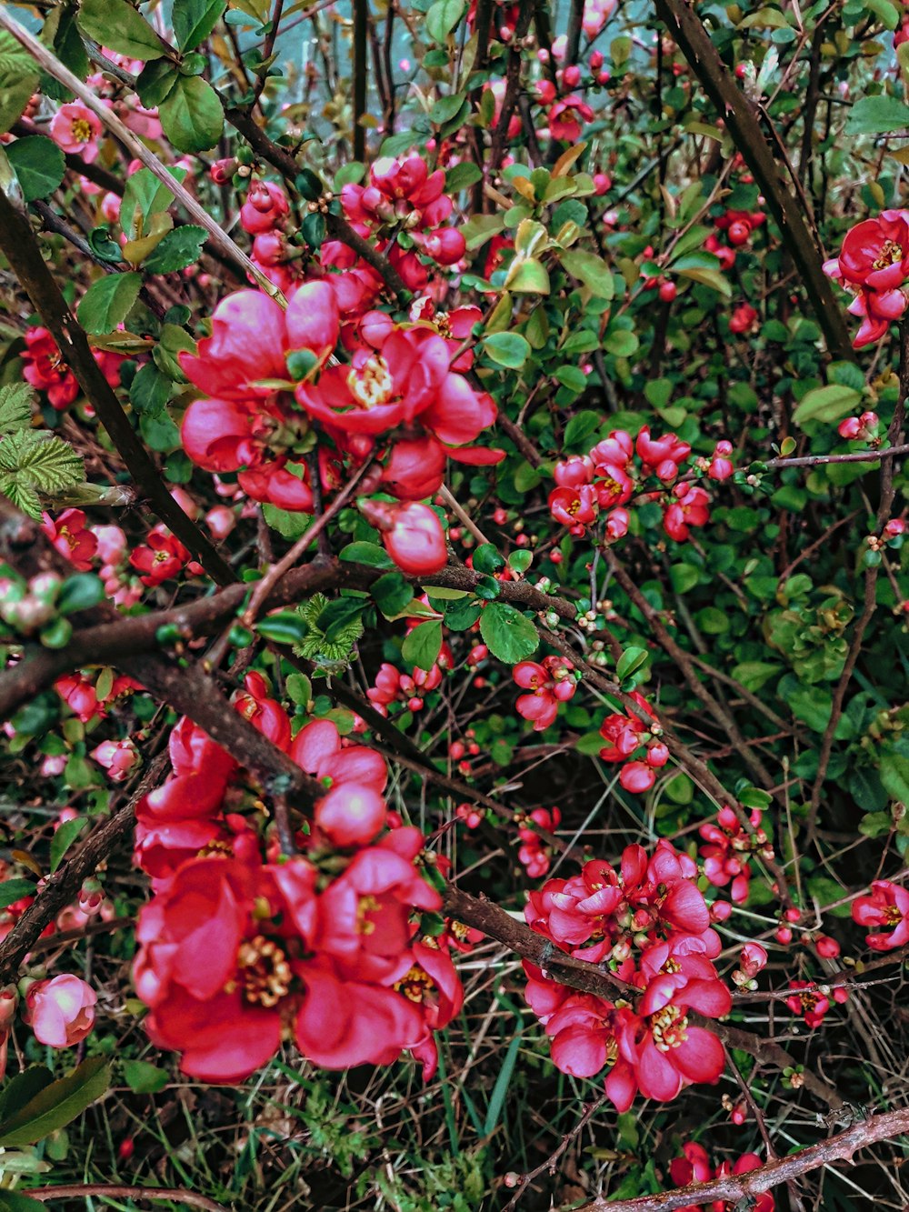 a bush with red flowers and green leaves