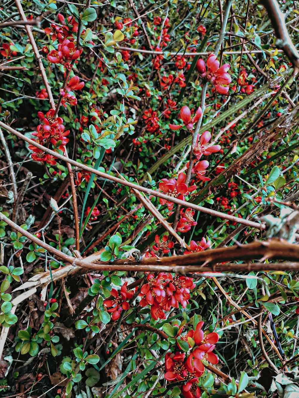 a bush with red berries and green leaves