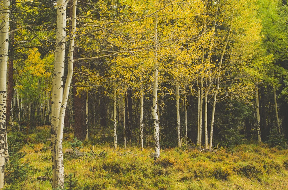 a forest filled with lots of tall trees