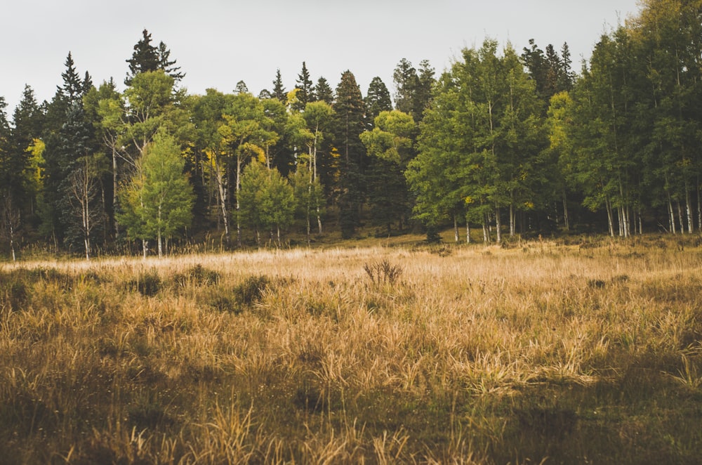 a grassy field with trees in the background